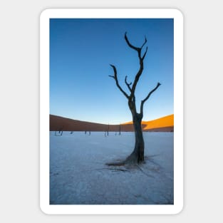 Tree on the salt pan. Sticker